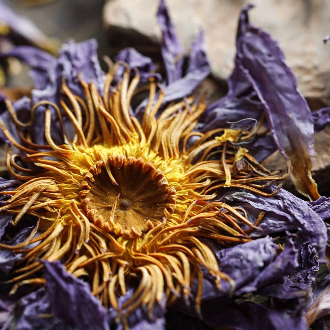 ✧ Fleur de Lotus (entière)