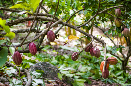 Parlons du Cacaoyer