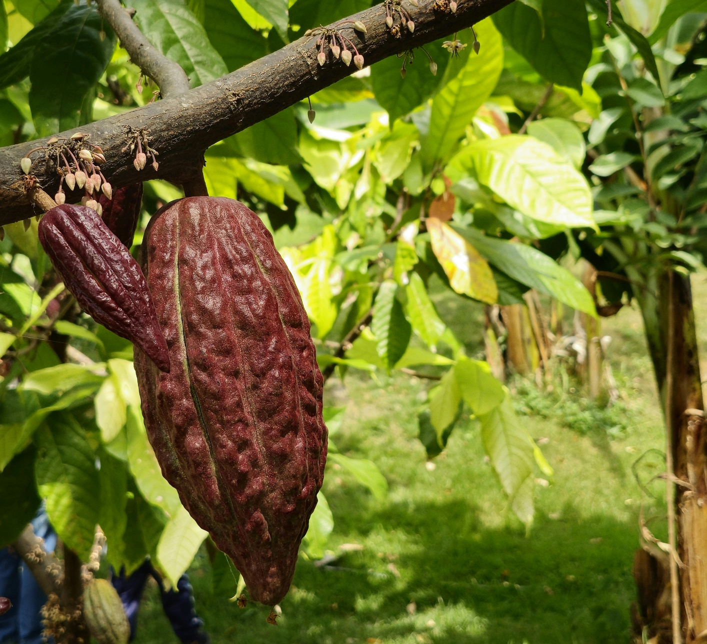 Connaissez-vous le lien entre les terres volcaniques et le Cacao Cérémoniel ?