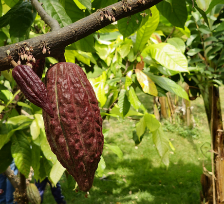 Connaissez-vous le lien entre les terres volcaniques et le Cacao Cérémoniel ?