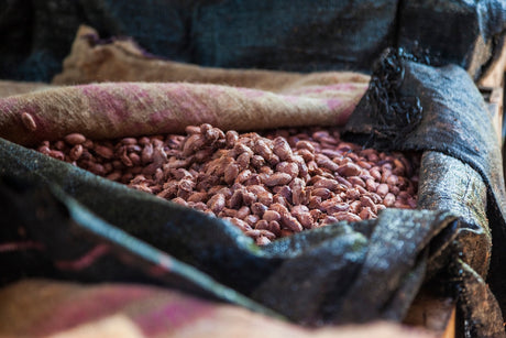 Fermentation du Cacao : feuilles de bananier ou toile de jute ?
