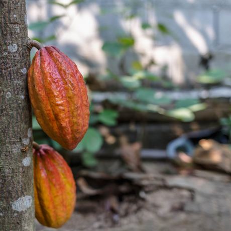 La cabosse de Cacao : à la source du vivant