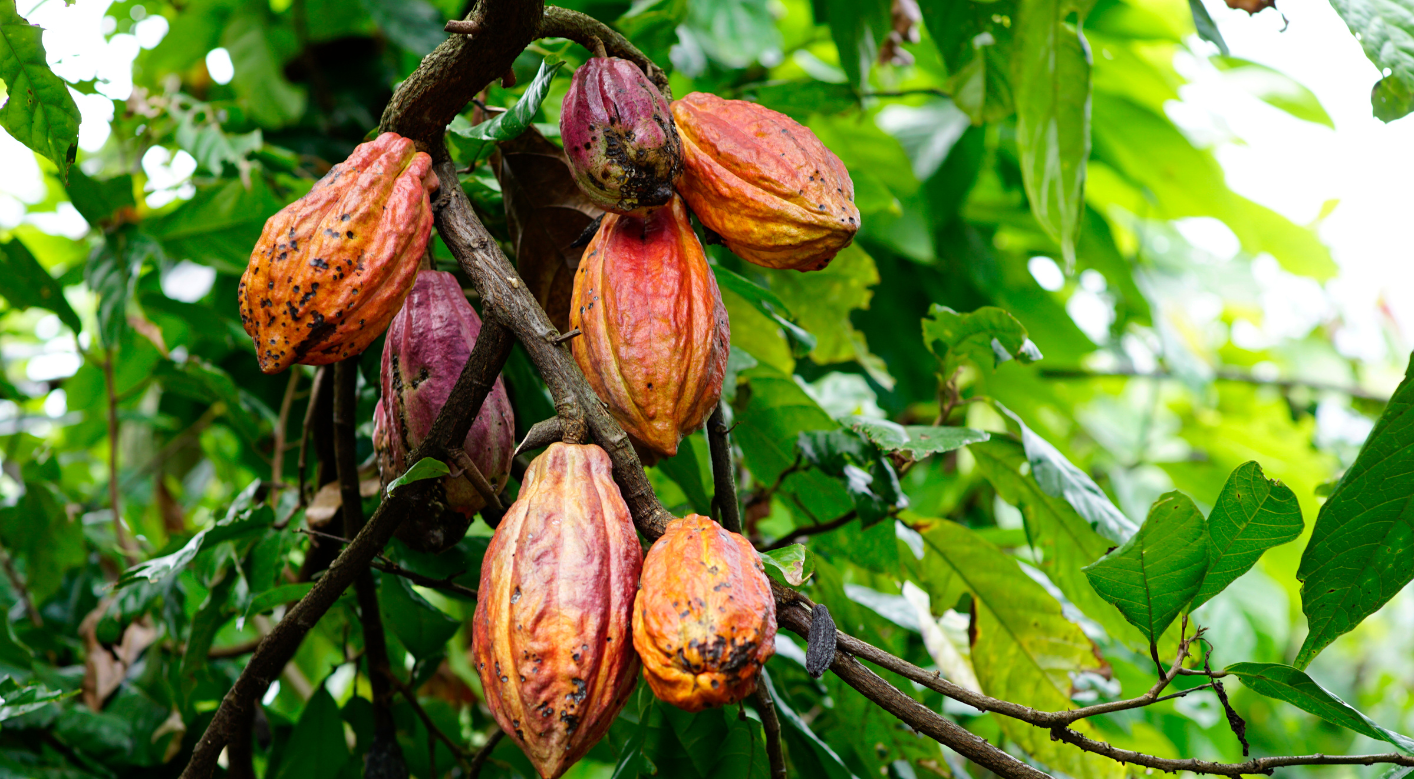 Le risque de présence de cadmium dans le cacao