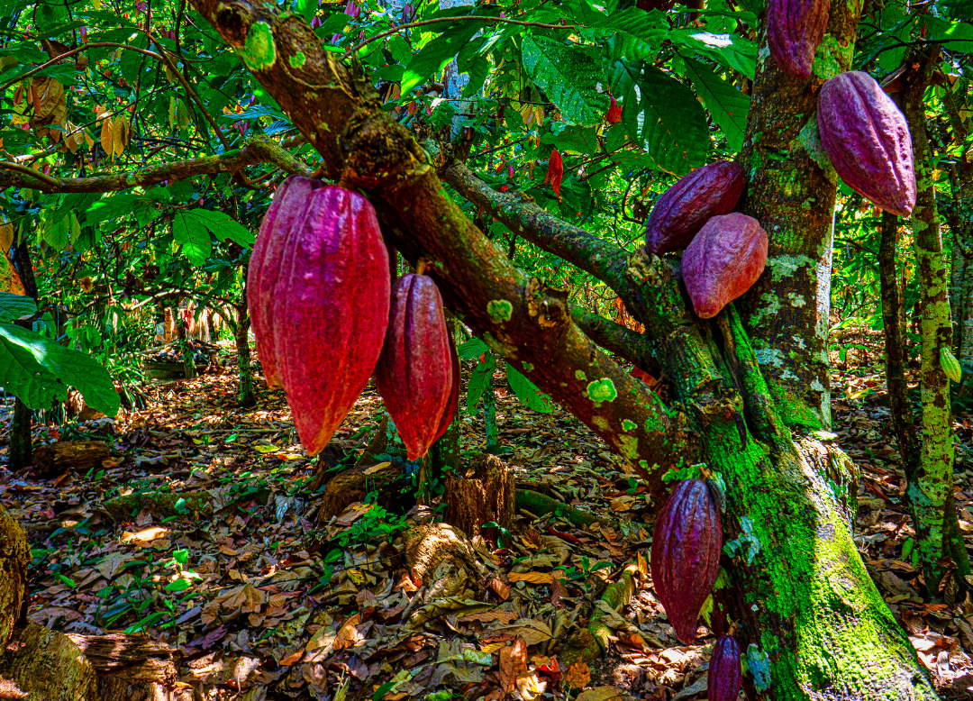 Cacao Venezuela Arawaks : histoire, provenance et énergies