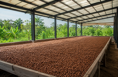 Nickel dans le cacao : faut-il s'inquiéter ?