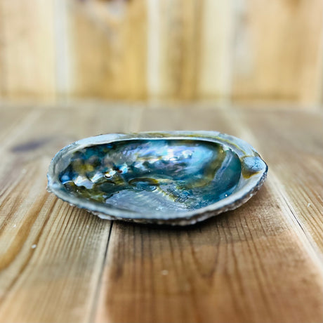 Coquille d’ormeau