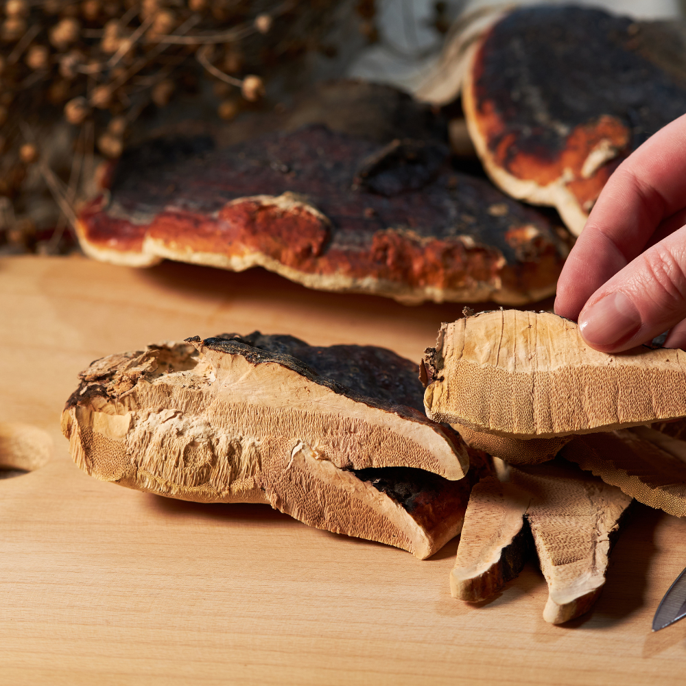 ✧ Reishi